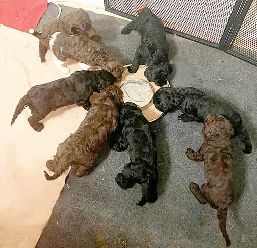 5wkhgstandardpoodlepuppiesforsale01 5wkhgstandardpoodlepuppiesforsale01