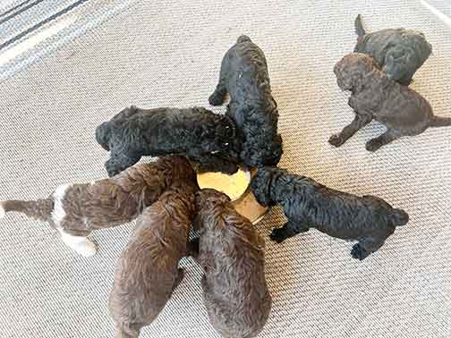 5wkhgstandardpoodlepuppiesforsale02 5wkhgstandardpoodlepuppiesforsale02