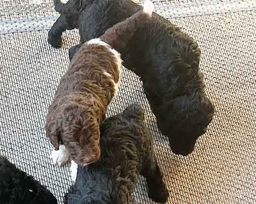 5wkhgstandardpoodlepuppiesforsale03 5wkhgstandardpoodlepuppiesforsale03