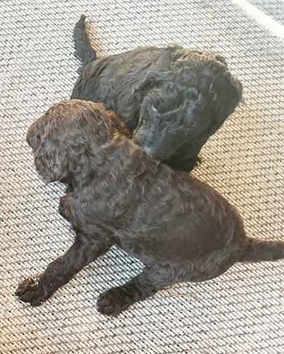 5wkhgstandardpoodlepuppiesforsale04 5wkhgstandardpoodlepuppiesforsale04