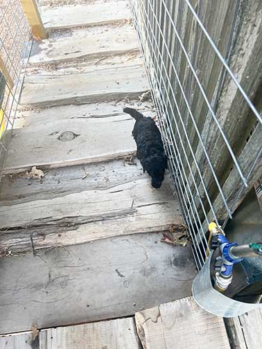 5wkhgstandardpoodlepuppiesforsale05 5wkhgstandardpoodlepuppiesforsale05