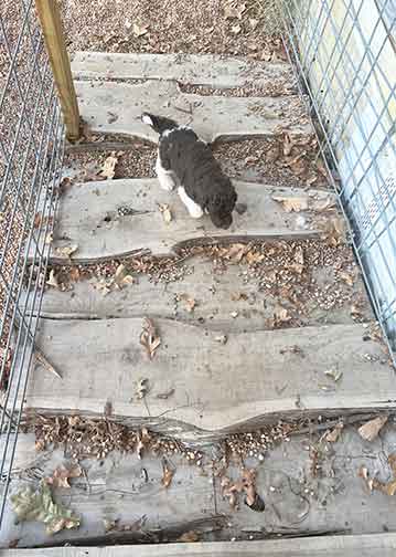 5wkhgstandardpoodlepuppiesforsale07 5wkhgstandardpoodlepuppiesforsale07