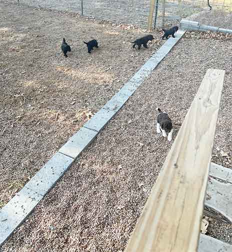 5wkhgstandardpoodlepuppiesforsale08 5wkhgstandardpoodlepuppiesforsale08