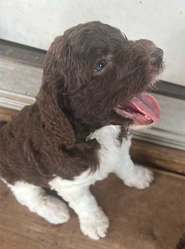 5wkhgstandardpoodlepuppiesforsale09 5wkhgstandardpoodlepuppiesforsale09