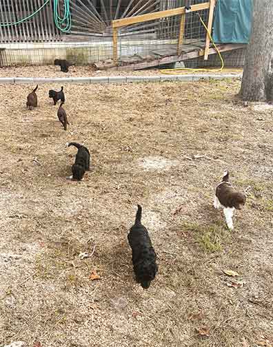 5wkhgstandardpoodlepuppiesforsale10 5wkhgstandardpoodlepuppiesforsale10