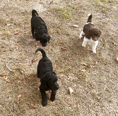 5wkhgstandardpoodlepuppiesforsale11 5wkhgstandardpoodlepuppiesforsale11