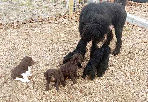5wkhgstandardpoodlepuppiesforsale13 5wkhgstandardpoodlepuppiesforsale13