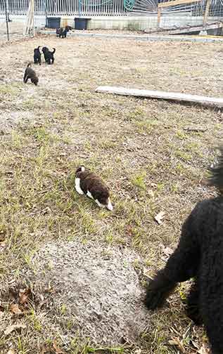 5wkhgstandardpoodlepuppiesforsale14 5wkhgstandardpoodlepuppiesforsale14