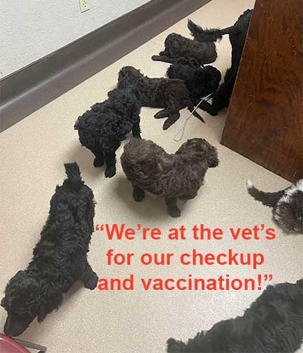 7wkhgstandardpoodlepuppiesforsale01 7wkhgstandardpoodlepuppiesforsale01