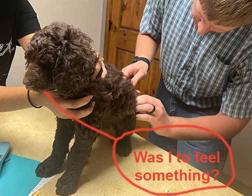 7wkhgstandardpoodlepuppiesforsale02 7wkhgstandardpoodlepuppiesforsale02