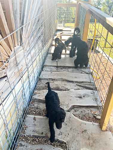 7wkhgstandardpoodlepuppiesforsale03 7wkhgstandardpoodlepuppiesforsale03