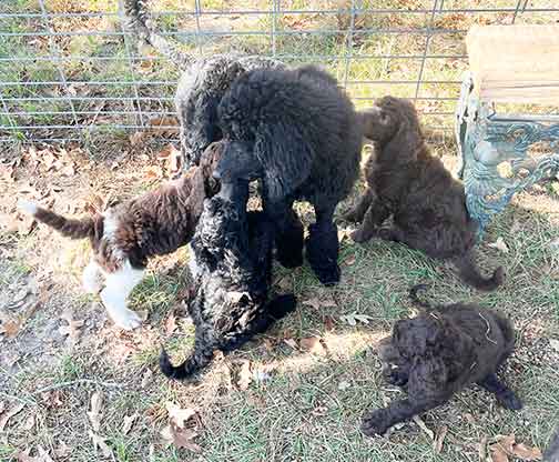 7wkhgstandardpoodlepuppiesforsale04 7wkhgstandardpoodlepuppiesforsale04