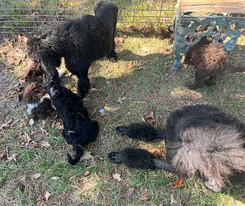 7wkhgstandardpoodlepuppiesforsale05 7wkhgstandardpoodlepuppiesforsale05