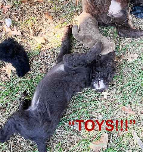 7wkhgstandardpoodlepuppiesforsale06 7wkhgstandardpoodlepuppiesforsale06