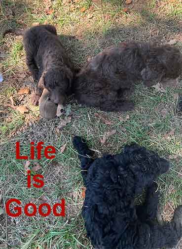 7wkhgstandardpoodlepuppiesforsale07 7wkhgstandardpoodlepuppiesforsale07