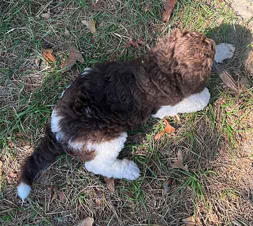 7wkhgstandardpoodlepuppiesforsale08 7wkhgstandardpoodlepuppiesforsale08