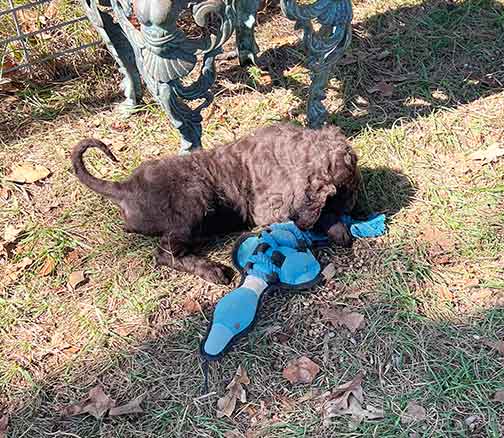 7wkhgstandardpoodlepuppiesforsale09 7wkhgstandardpoodlepuppiesforsale09