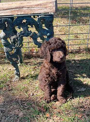 7wkhgstandardpoodlepuppiesforsale10 7wkhgstandardpoodlepuppiesforsale10