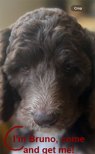 7wkhgstandardpoodlepuppiesforsale11 7wkhgstandardpoodlepuppiesforsale11