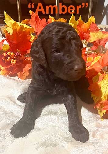 Amber6896-3wkstandardpoodlesforyou
