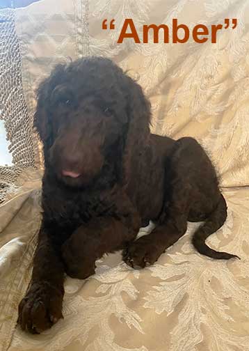 Amber9wkmc6896royalstandardpoodles