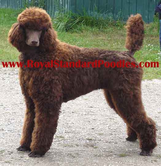 Bruno072509profile-brown-royalstandardpoodlewwwcopy.jpg Bruno072509profile-brown-royalstandardpoodlewwwcopy.jpg