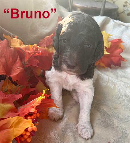 Bruno5477-3wkstandardpoodlesforyou