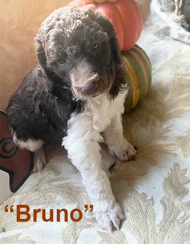 Bruno5wk5577