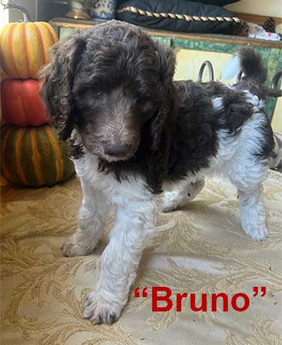 Bruno7wk5577 Bruno7wk5577