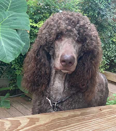 GaryRoyalStandardPoodleFace03