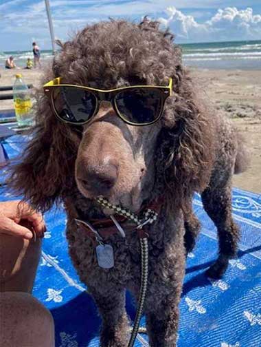 GaryRoyalStandardPoodlechest04