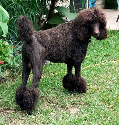 GaryRoyalStandardPoodlerear05