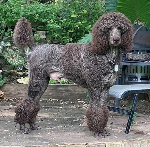 GaryRoyalStandardPoodleside2yrs02