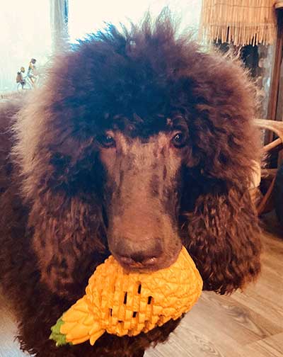 GaryRoyalStandardPoodletoy01