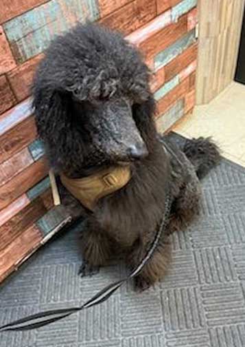 Hinataroyalstandardpoodleforyou