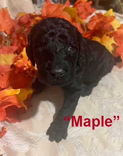 Maple5479-3wkstandardpoodlesforyou