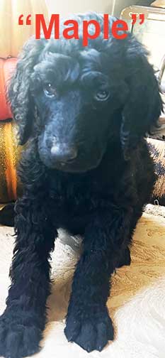 Maple7wk5479 Maple7wk5479