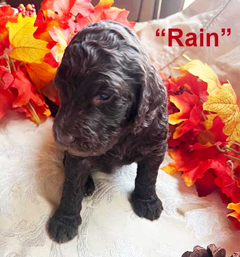 Rain7085-3wkstandardpoodlesforyou