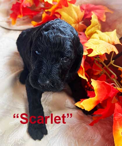 Scarlet6671-3wkstandardpoodlesforyou