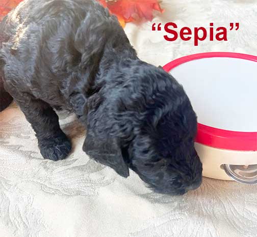 Sepia6912-3wkstandardpoodlesforyou