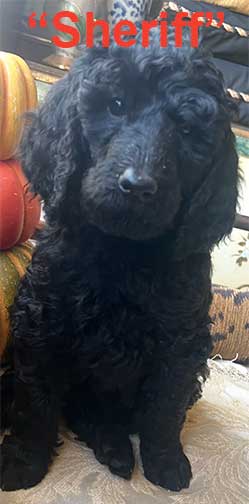 Sheriff7wk6912 Sheriff7wk6912