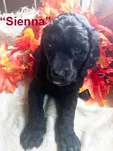 Sienna5wk6671