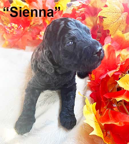 Sienna6566-3wkstandardpoodlesforyou