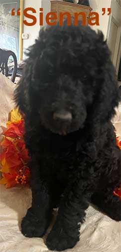 Sienna9wksmc6566royalstandardpoodles