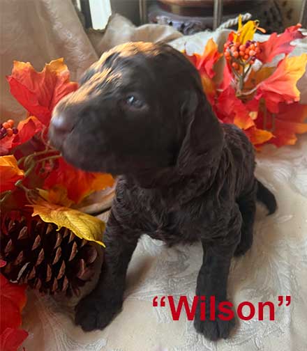 Wilson7151-3wkstandardpoodlesforyou