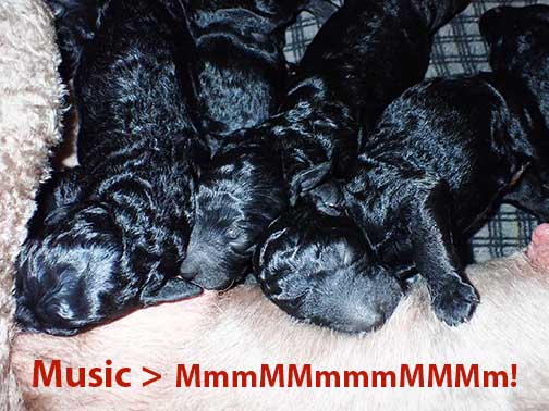 ch1wk09royalstandardpoodles ch1wk09royalstandardpoodles