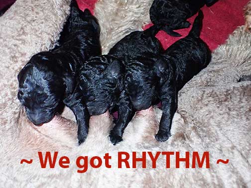 ch1wk12royalstandardpoodles ch1wk12royalstandardpoodles