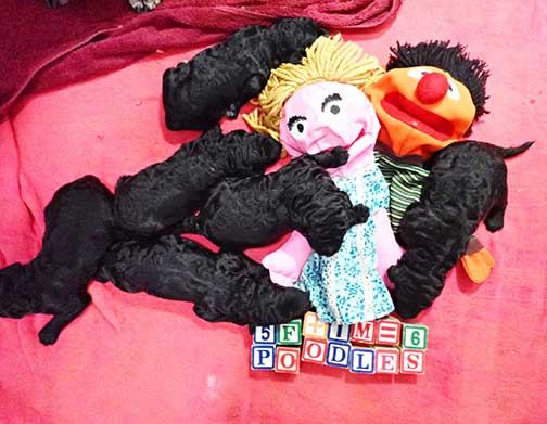 ch1wk17royalstandardpoodles ch1wk17royalstandardpoodles