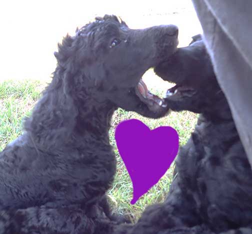 ch7wk19blackroyalstandardpoodlesheart ch7wk19blackroyalstandardpoodlesheart