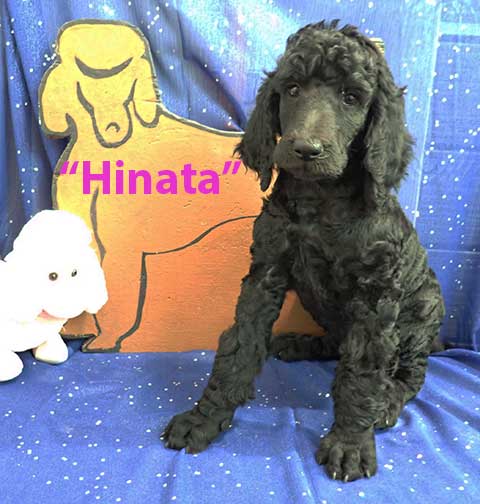 ch7wkHinata0576 ch7wkHinata0576